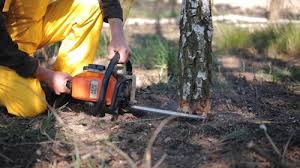 Best Lawn Disease Treatment  in Colfax, WA