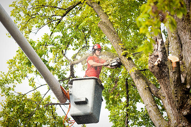 Colfax, WA Tree Removal Company